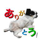 ちんちくりんの日常。（個別スタンプ：8）