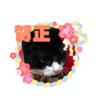 モノクロねこ。正月・冬（個別スタンプ：10）