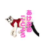 モノクロねこ。正月・冬（個別スタンプ：14）