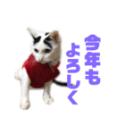 モノクロねこ。正月・冬（個別スタンプ：15）