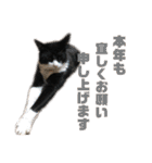 モノクロねこ。正月・冬（個別スタンプ：16）