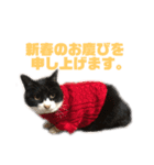 モノクロねこ。正月・冬（個別スタンプ：17）