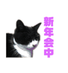モノクロねこ。正月・冬（個別スタンプ：20）