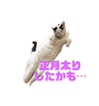 モノクロねこ。正月・冬（個別スタンプ：22）