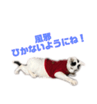 モノクロねこ。正月・冬（個別スタンプ：23）