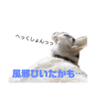 モノクロねこ。正月・冬（個別スタンプ：24）