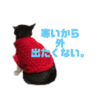 モノクロねこ。正月・冬（個別スタンプ：27）