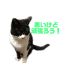 モノクロねこ。正月・冬（個別スタンプ：28）