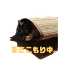モノクロねこ。正月・冬（個別スタンプ：29）