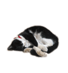 モノクロねこ。正月・冬（個別スタンプ：37）