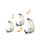 モノクロねこ。正月・冬（個別スタンプ：39）