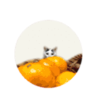 モノクロねこ。正月・冬（個別スタンプ：40）