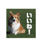 コーギーのすもも（個別スタンプ：1）