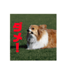 コーギーのすもも（個別スタンプ：2）