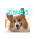 コーギーのすもも（個別スタンプ：5）