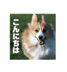 コーギーのすもも（個別スタンプ：6）