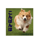 コーギーのすもも（個別スタンプ：7）
