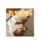 コーギーのすもも（個別スタンプ：8）