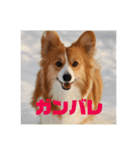 コーギーのすもも（個別スタンプ：12）