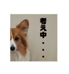 コーギーのすもも（個別スタンプ：13）