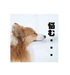 コーギーのすもも（個別スタンプ：14）