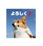コーギーのすもも（個別スタンプ：15）