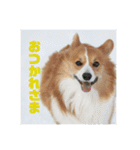 コーギーのすもも（個別スタンプ：16）