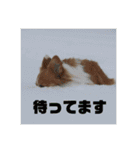 コーギーのすもも（個別スタンプ：18）