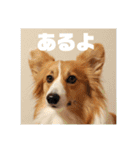 コーギーのすもも（個別スタンプ：19）