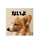 コーギーのすもも（個別スタンプ：20）