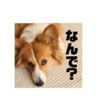 コーギーのすもも（個別スタンプ：21）