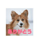 コーギーのすもも（個別スタンプ：23）