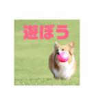 コーギーのすもも（個別スタンプ：25）