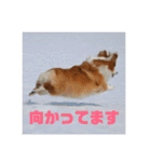 コーギーのすもも（個別スタンプ：26）