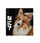コーギーのすもも（個別スタンプ：28）