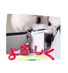 あたいたち と てん（個別スタンプ：16）