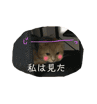 スコちゃんの使えるスタンプ（個別スタンプ：5）