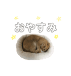 スコちゃんの使えるスタンプ（個別スタンプ：12）