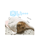 スコちゃんの使えるスタンプ（個別スタンプ：19）