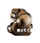 柴すき（個別スタンプ：6）