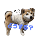 柴すき（個別スタンプ：7）