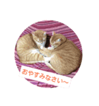 猫に赤ちゃん（個別スタンプ：6）