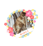 猫に赤ちゃん（個別スタンプ：8）