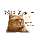 猫とインコのおもしろ癒され日常会話（個別スタンプ：1）
