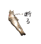 猫とインコのおもしろ癒され日常会話（個別スタンプ：4）
