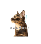 猫とインコのおもしろ癒され日常会話（個別スタンプ：7）