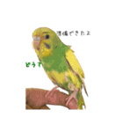 猫とインコのおもしろ癒され日常会話（個別スタンプ：21）