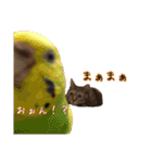 猫とインコのおもしろ癒され日常会話（個別スタンプ：23）