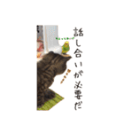 猫とインコのおもしろ癒され日常会話（個別スタンプ：24）