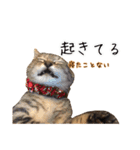 猫とインコのおもしろ癒され日常会話（個別スタンプ：28）